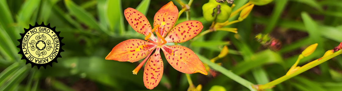 No Giro – SP de Bike