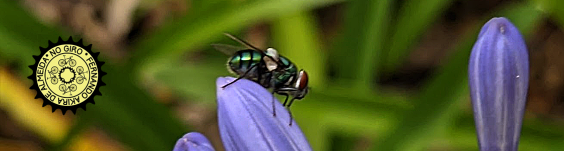 No Giro – SP de Bike